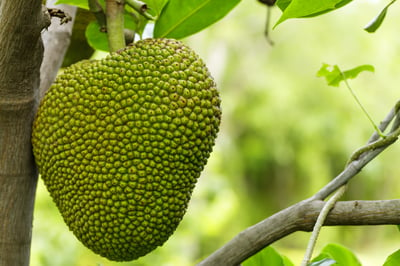 jackfruit-ripe-hanging-tree
