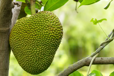 jackfruit-ripe-hanging-tree jackfruit-ripe-hanging-tree